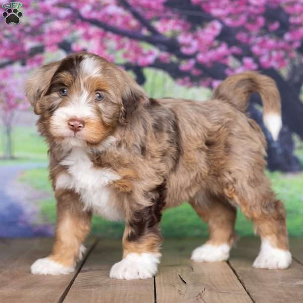 coco, Mini Bernedoodle Puppy